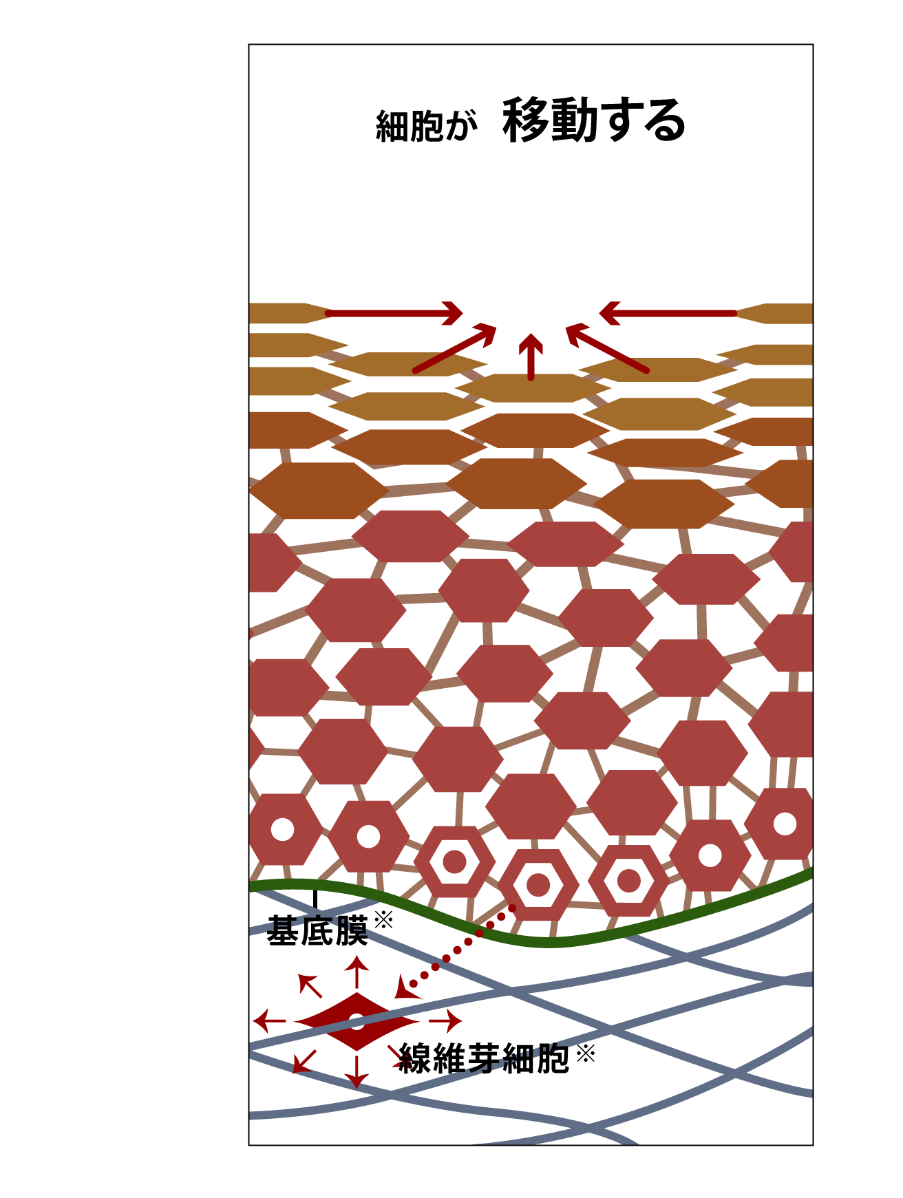 細胞が移動する