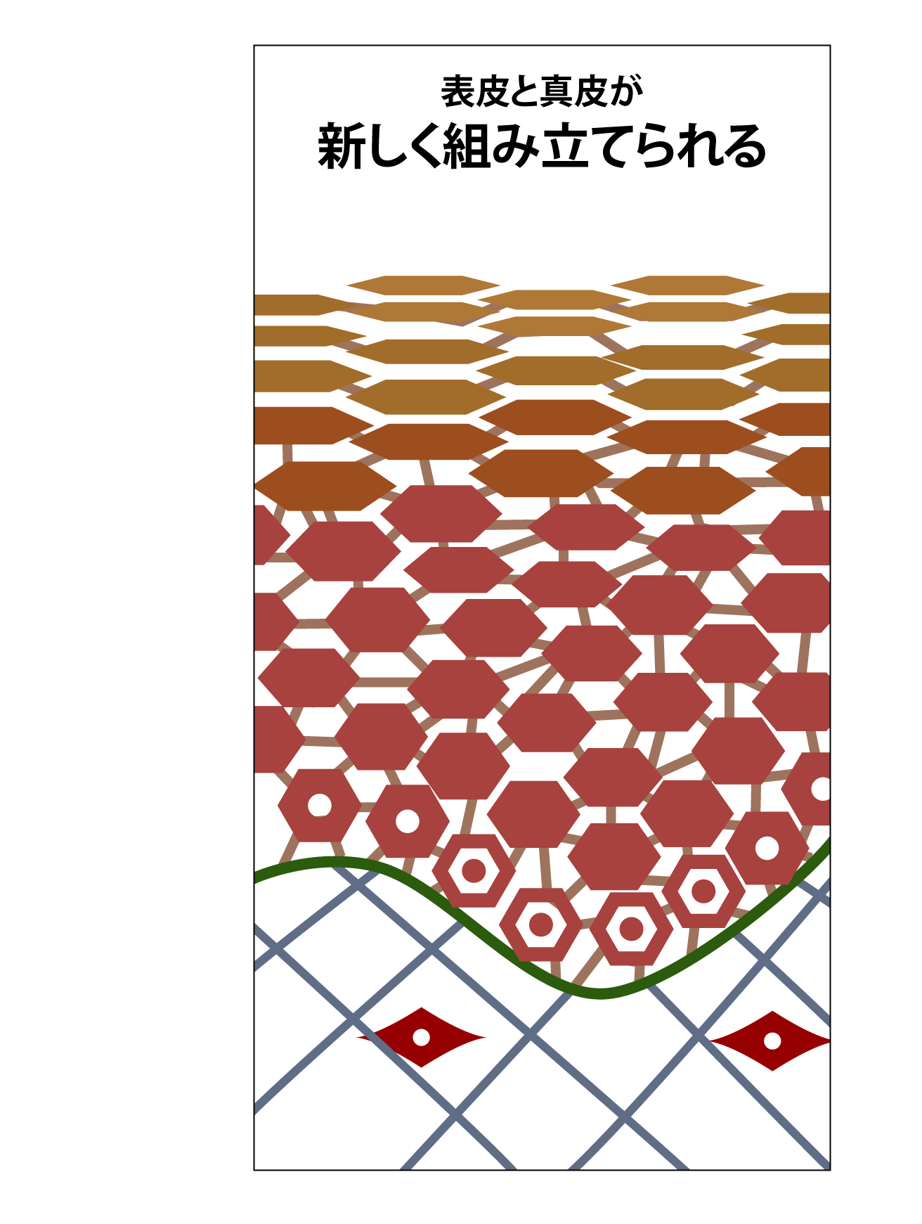 表皮と真皮が新しく組み立てられる